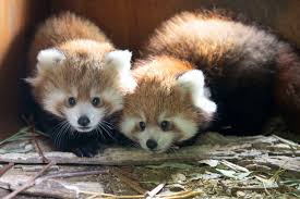 Les bébés du zoo : les dernières naissances à Beauval
