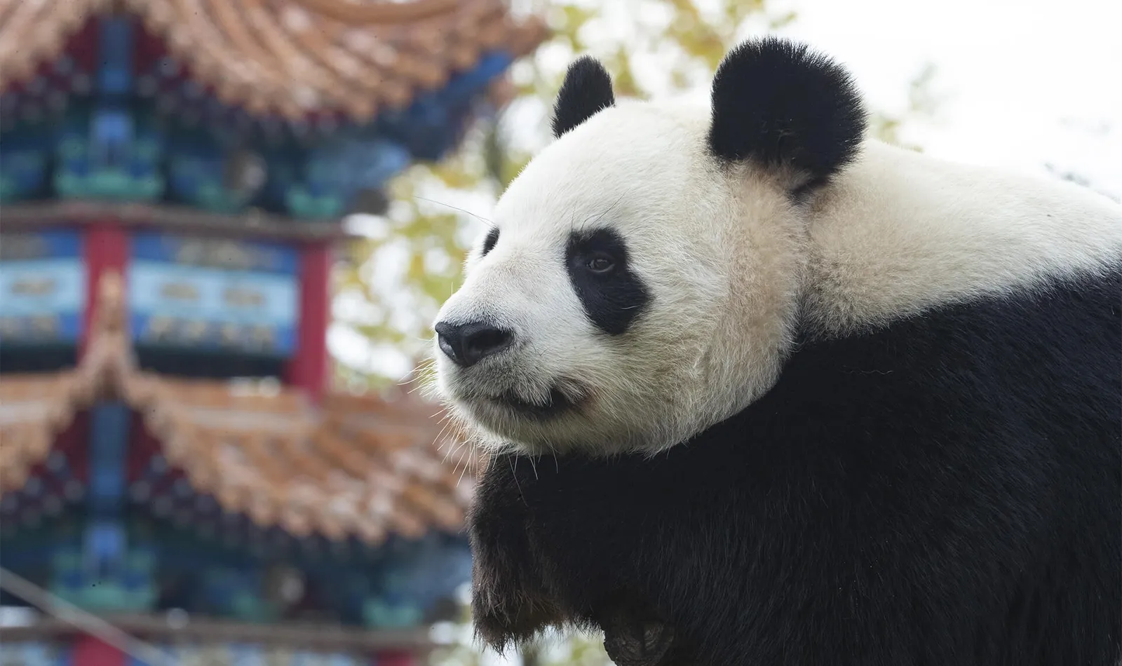 5 faits étonnants sur Beauval et ses animaux