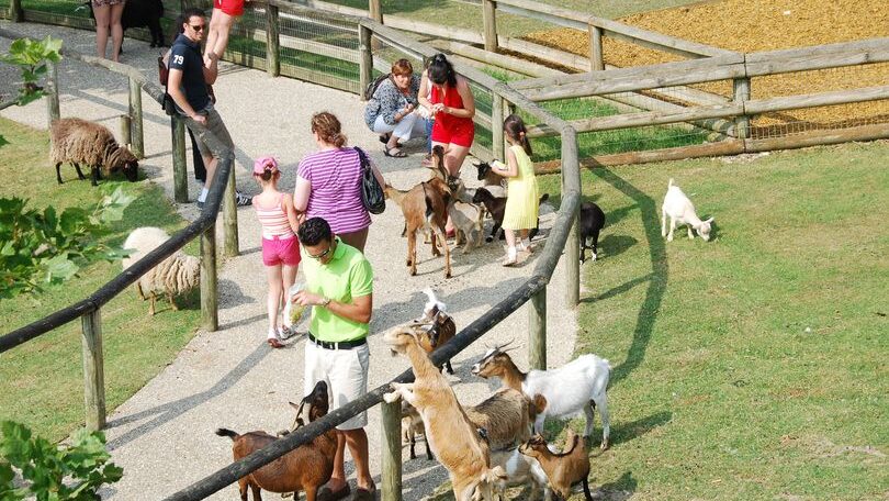 Visite guidée : que voir en une journée à Beauval ?