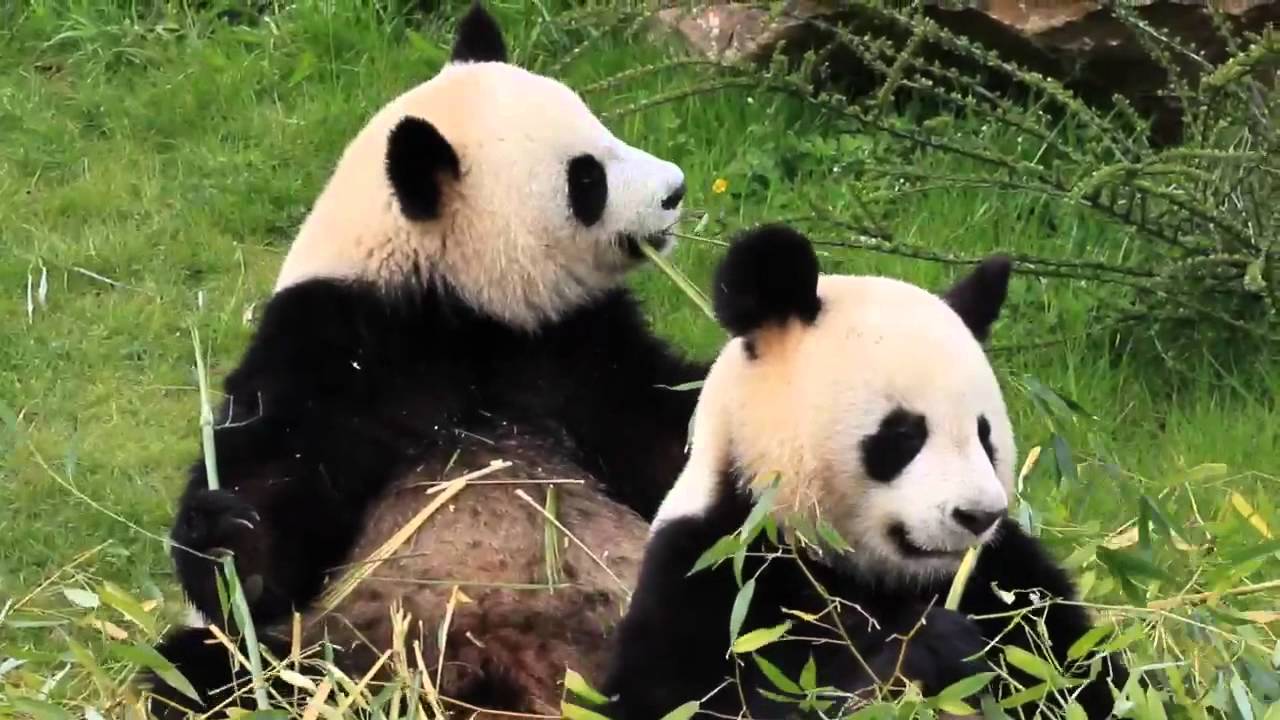Les stars de Beauval : qui sont les animaux les plus célèbres ?